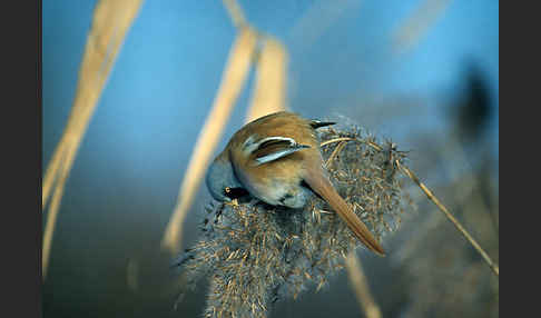 Bartmeise (Panurus biarmicus)