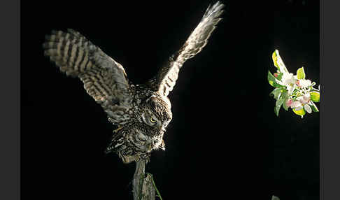 Steinkauz (Athene noctua)