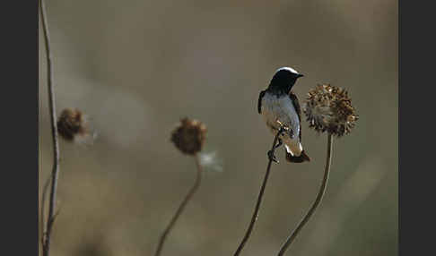 Nonnensteinschmätzer (Oenanthe pleschanka)