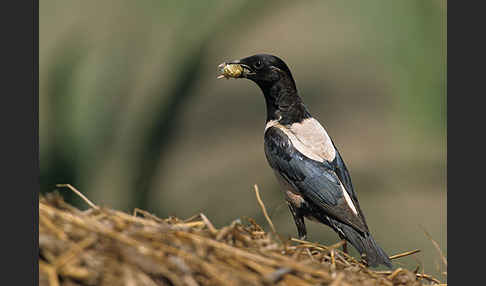 Rosenstar (Sturnus roseus)