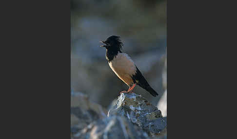 Rosenstar (Sturnus roseus)