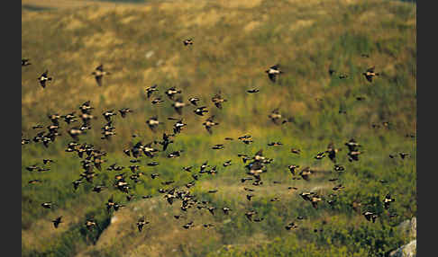 Rosenstar (Sturnus roseus)