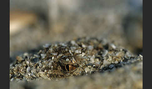 Syrische Schaufelkröte (Pelobates syriacus)