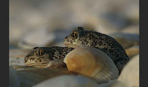 Syrische Schaufelkröte (Pelobates syriacus)