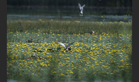 Weißbart-Seeschwalbe (Chlidonias hybridus)