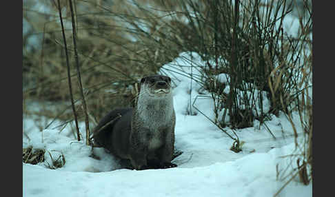 Fischotter (Lutra lutra)