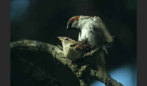 Haussperling (Passer domesticus)