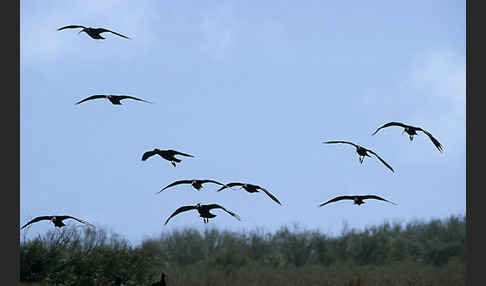 Waldrapp (Geronticus eremita)