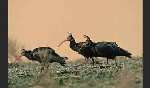 Waldrapp (Geronticus eremita)