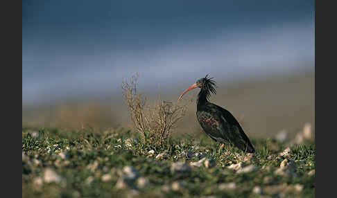 Waldrapp (Geronticus eremita)