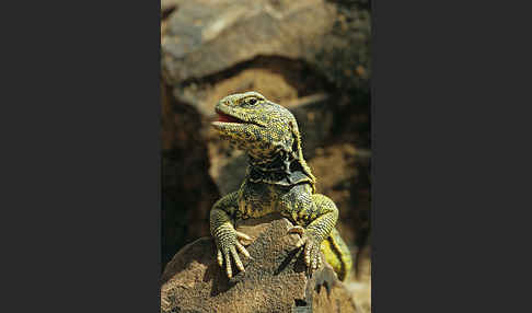 Dornschwanz (Uromastyx acanthinurus)