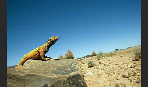 Dornschwanz (Uromastyx acanthinurus)