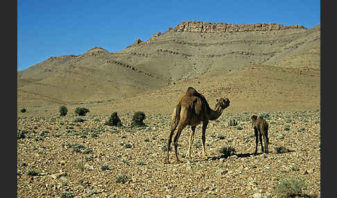 Dromedar (Camelus dromedarius)