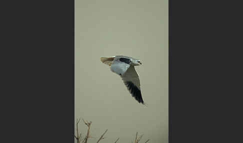 Gleitaar (Elanus caeruleus)