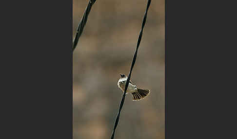 Graubülbül (Pycnonotus barbatus spurius)