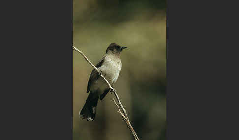 Graubülbül (Pycnonotus barbatus spurius)