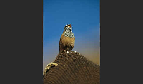 Hausammer (Emberiza striolata)