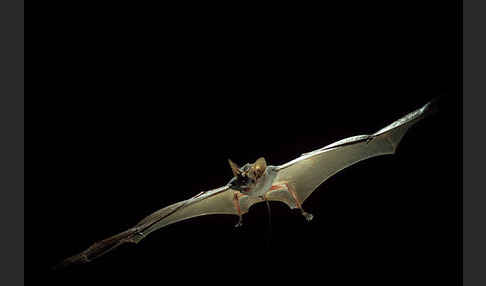 Kleine Mausschwanzfledermaus (Rhinopoma hardwickii)