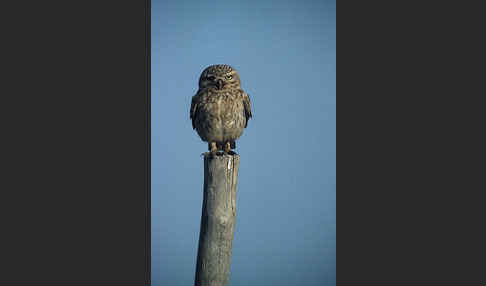 Steinkauz (Athene noctua)