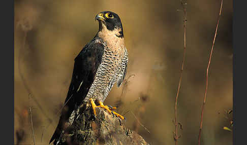Wanderfalke (Falco peregrinus)