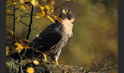 Wanderfalke (Falco peregrinus)