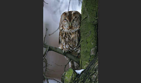 Waldkauz (Strix aluco)