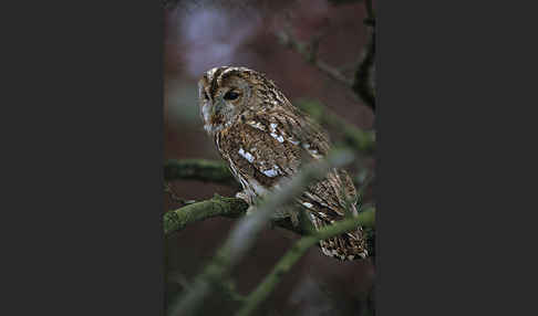 Waldkauz (Strix aluco)