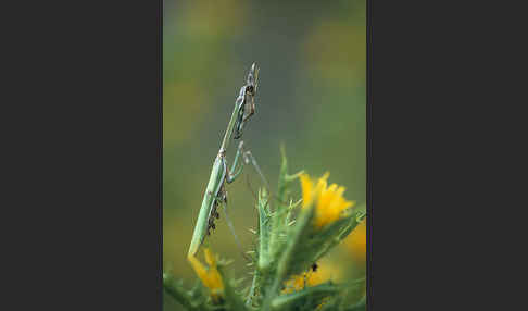 Gottesanbeterin spec.1 (Empusa fasciata)