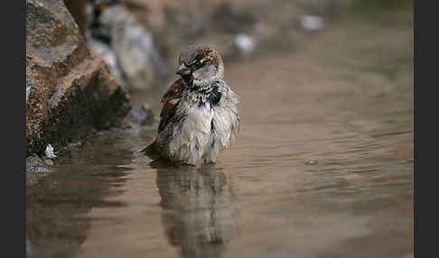 Haussperling (Passer domesticus)