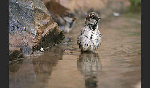 Haussperling (Passer domesticus)