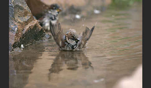 Haussperling (Passer domesticus)