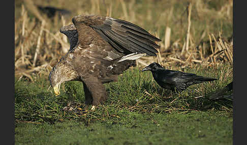 Kolkrabe (Corvus corax)