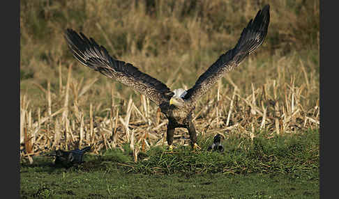 Seeadler (Haliaeetus albicilla)