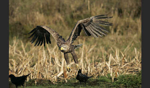 Seeadler (Haliaeetus albicilla)