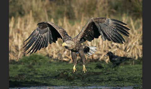 Seeadler (Haliaeetus albicilla)