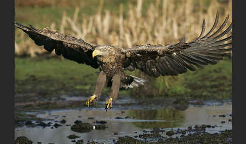 Seeadler (Haliaeetus albicilla)