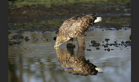 Seeadler (Haliaeetus albicilla)