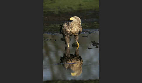 Seeadler (Haliaeetus albicilla)