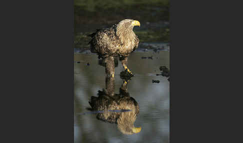 Seeadler (Haliaeetus albicilla)