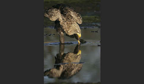 Seeadler (Haliaeetus albicilla)