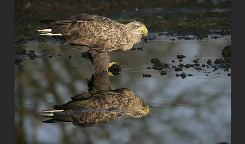 Seeadler (Haliaeetus albicilla)