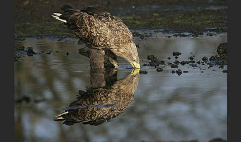 Seeadler (Haliaeetus albicilla)