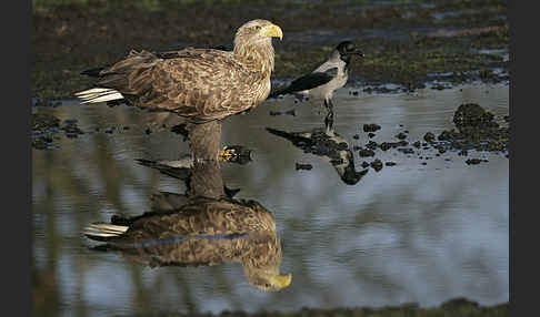 Seeadler (Haliaeetus albicilla)