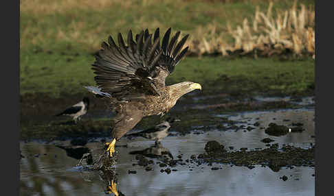 Seeadler (Haliaeetus albicilla)