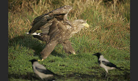 Seeadler (Haliaeetus albicilla)