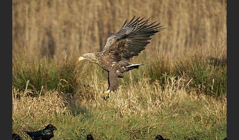 Kolkrabe (Corvus corax)