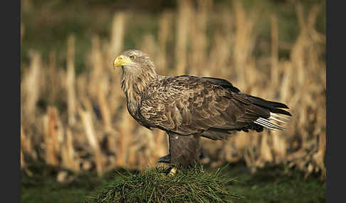 Seeadler (Haliaeetus albicilla)