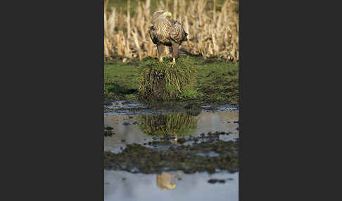 Seeadler (Haliaeetus albicilla)