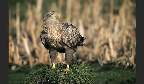 Seeadler (Haliaeetus albicilla)