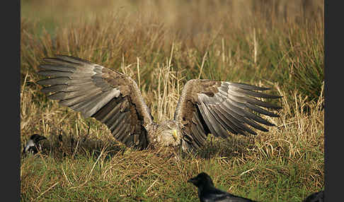 Seeadler (Haliaeetus albicilla)